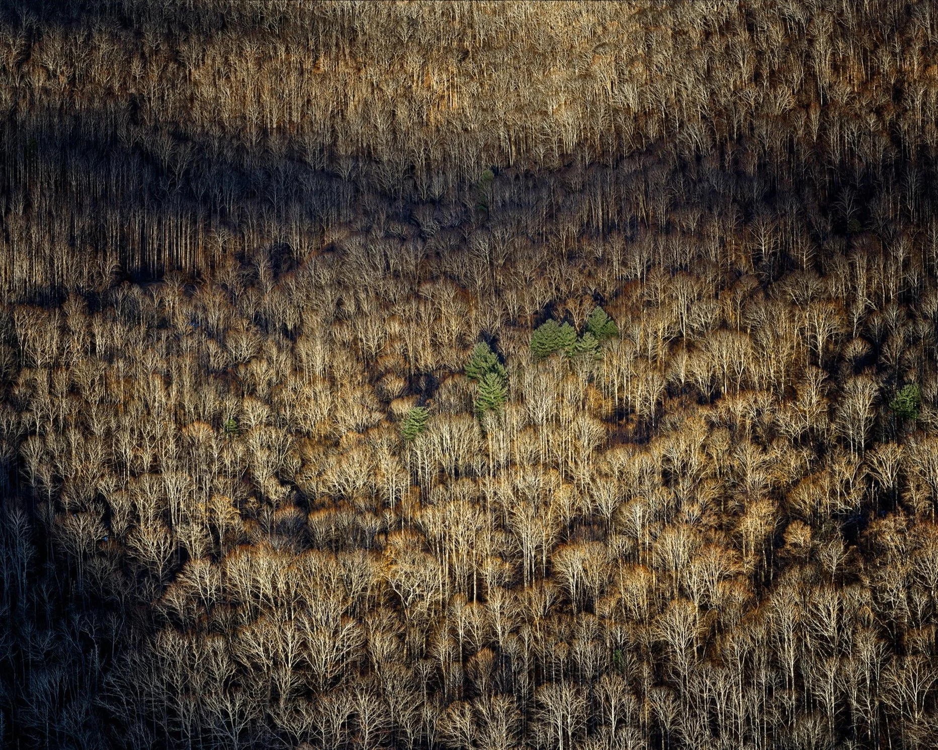 Pisgah National Forest IV (2022)